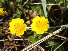 Potentilla stolonifera