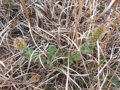 Veronica wyomingensis