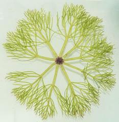 Limnophila
