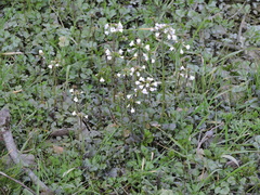 Cardamine tenera