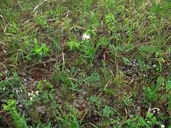 Thalictrum petaloideum
