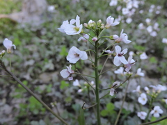 Cardamine tenera