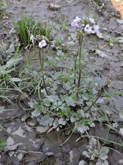 Cardamine tenera
