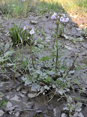 Cardamine tenera