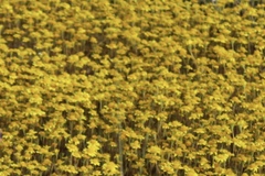 Chaenactis glabriuscula