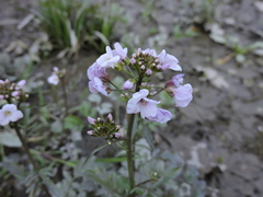 Cardamine tenera