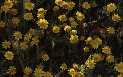 Chaenactis glabriuscula