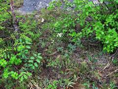 Thalictrum petaloideum
