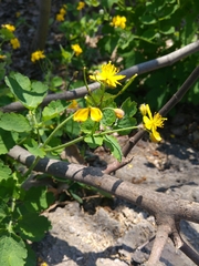 Chelidonium majus
