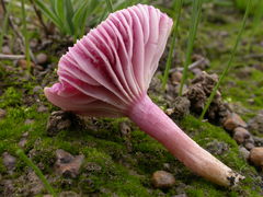 Hygrocybe cheelii