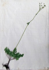 Thalictrum petaloideum