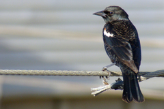 Tricolored Blackbird photo 3
