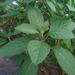 Vernonia amygdalina - Photo (c) 蕭明昇, alguns direitos reservados (CC BY-NC), uploaded by 蕭明昇
