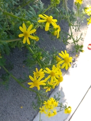 Senecio vernalis