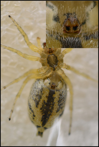 Phintella castriesiana