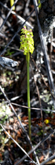 Genoplesium pumilum