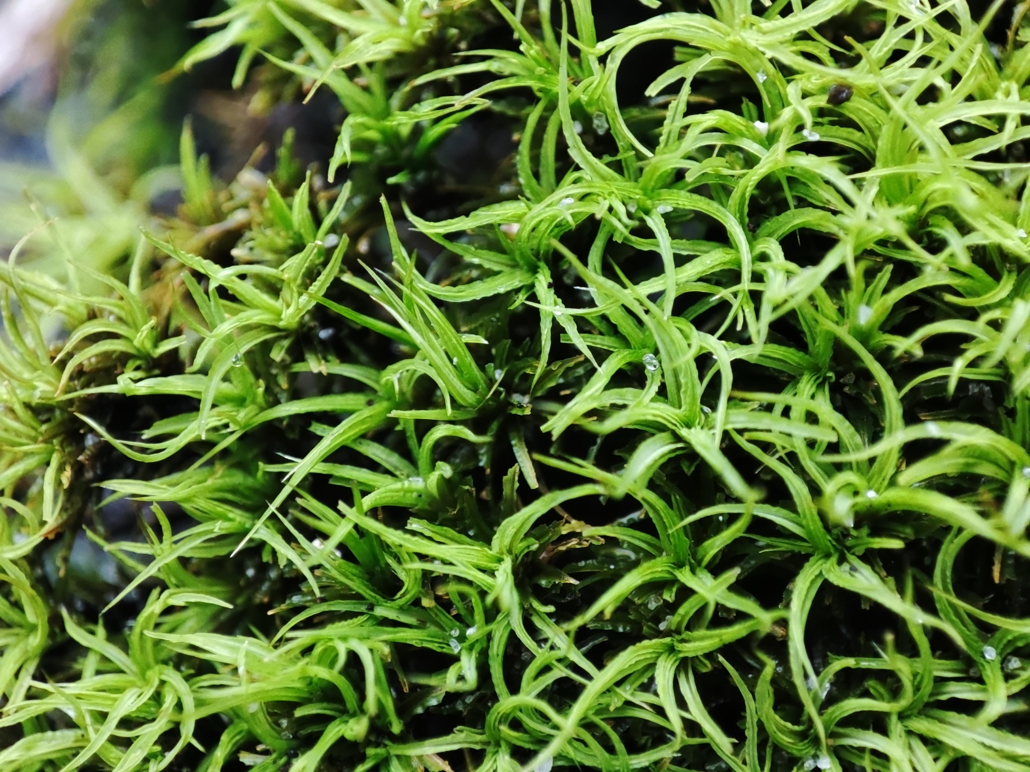 Tortella tortuosa