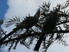 Corythaixoides concolor bechuanae