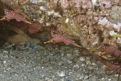 Rhynchocinetes serratus