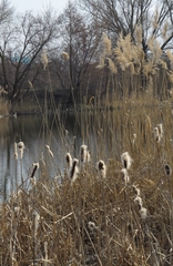 Phragmites australis