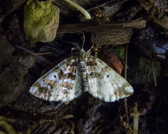 Enchoria lacteata