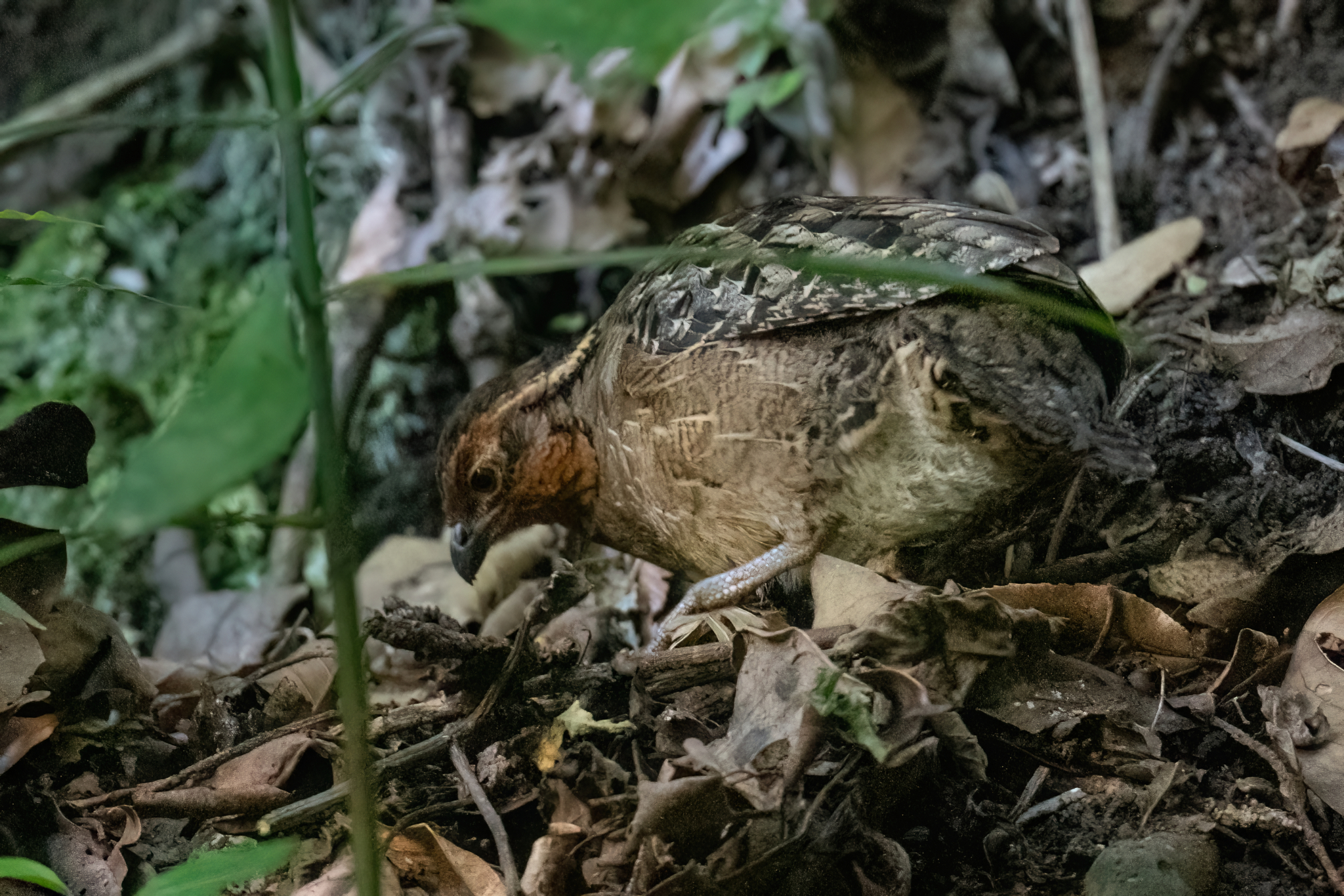 Singing Quail (Dactylortyx thoracicus), photo 7