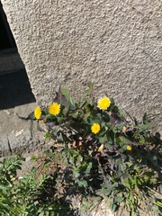 Sonchus oleraceus