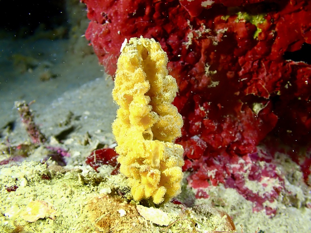 Axinella digitiformis