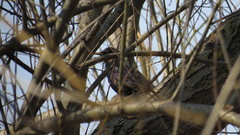 Sturnus vulgaris