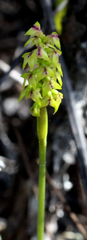 Genoplesium pumilum