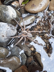 Dolomedes aquaticus