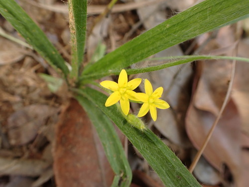 Hypoxis decumbens L.