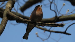 Fringilla coelebs