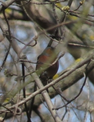 Fringilla coelebs