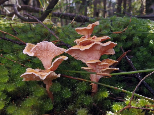 Pagoda Fungus