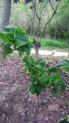 Polyscias balfouriana