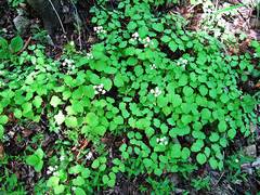Thalictrum filamentosum