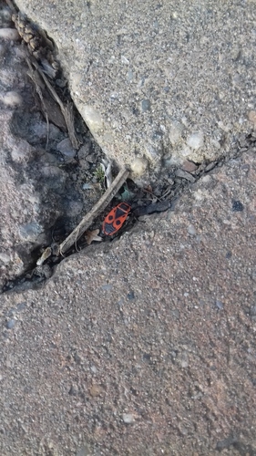 Photo of European Firebug (Pyrrhocoris apterus)