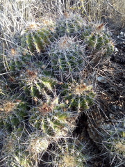 Ferocactus flavovirens
