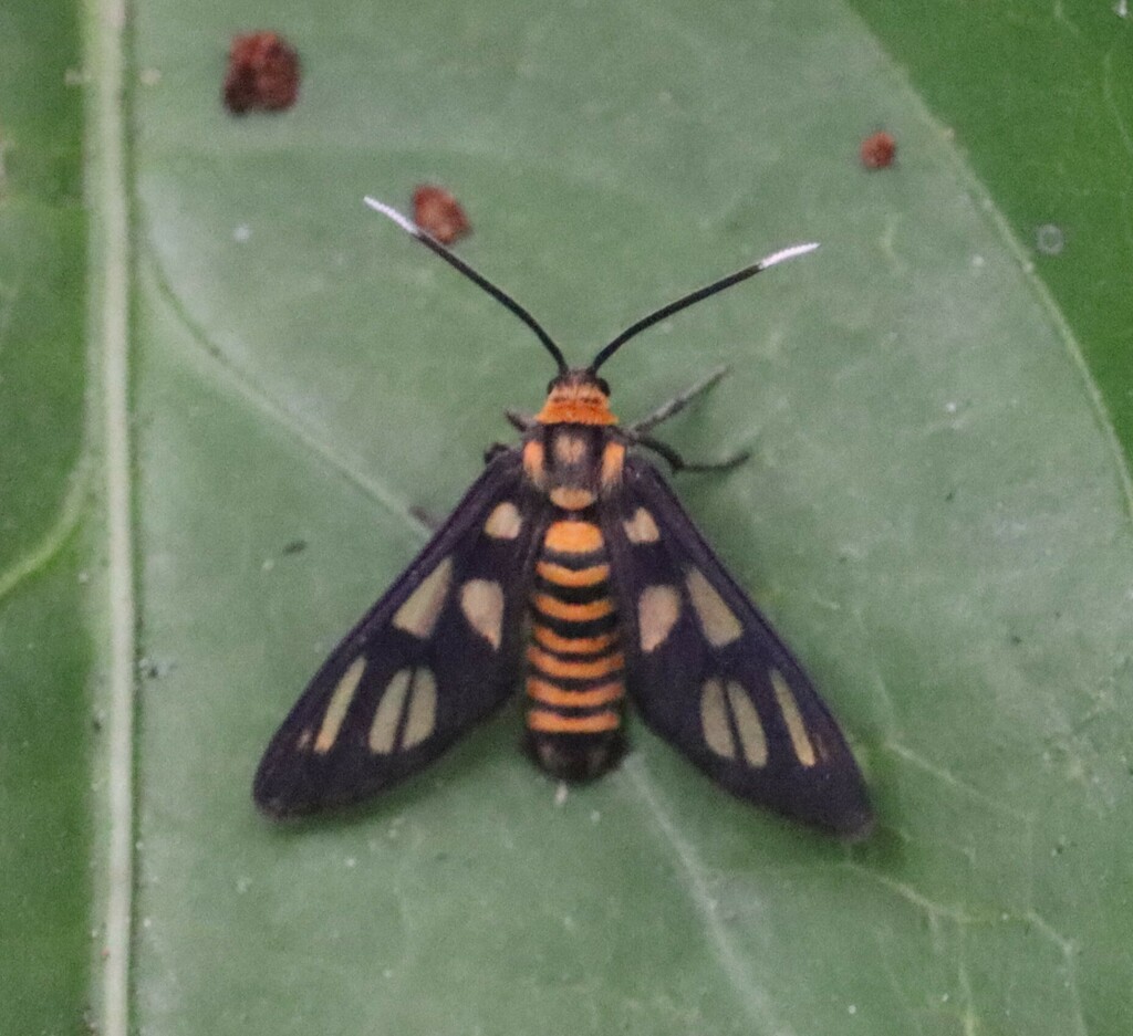 Hübner's Wasp Moth
