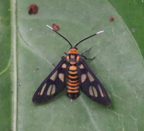 Hübner's Wasp Moth