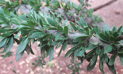 Boscia foetida
