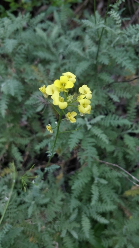 Descurainia millefolia (Descurainia millefolia)