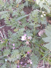Erodium cicutarium