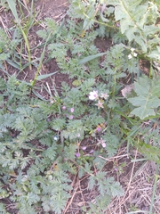 Erodium cicutarium