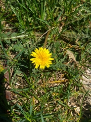 Taraxacum officinale