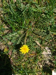 Taraxacum officinale