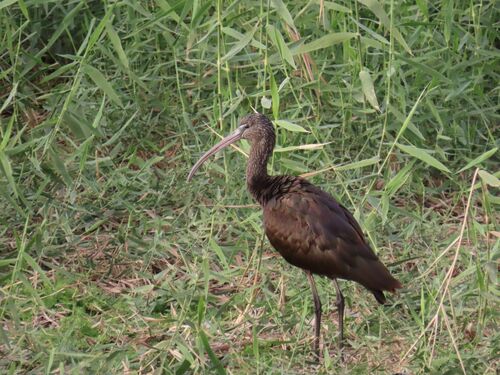 íbis-preta (Plegadis falcinellus)