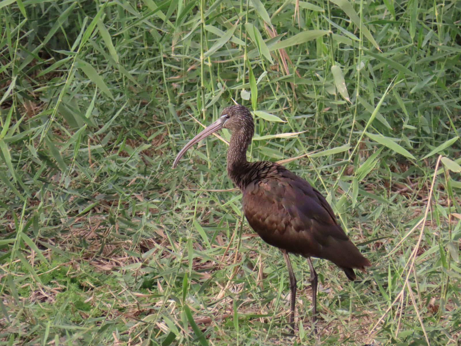 Glossy Ibis (Plegadis falcinellus)