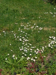 Bellis perennis